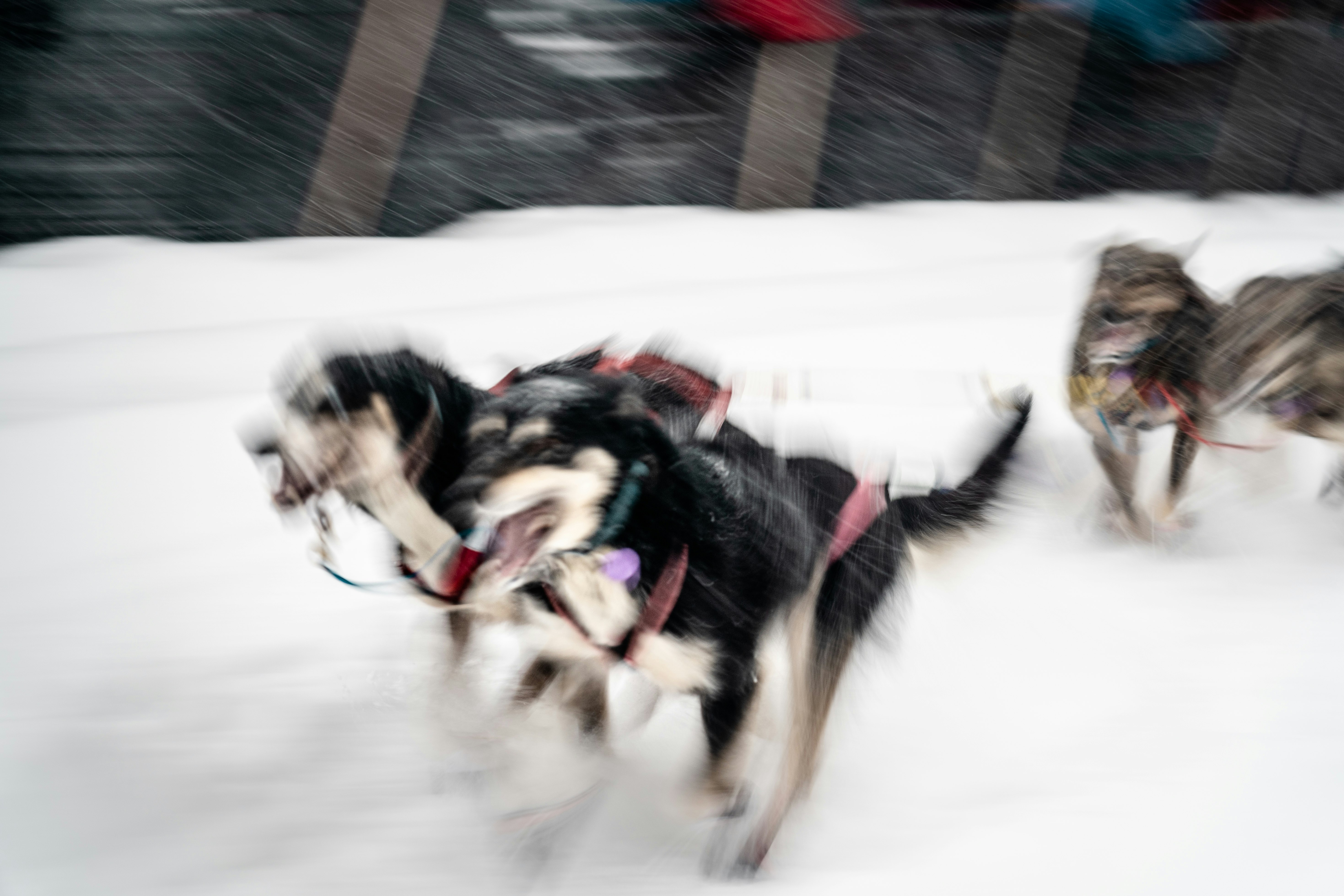 black and tan dogs on snow field during daytime